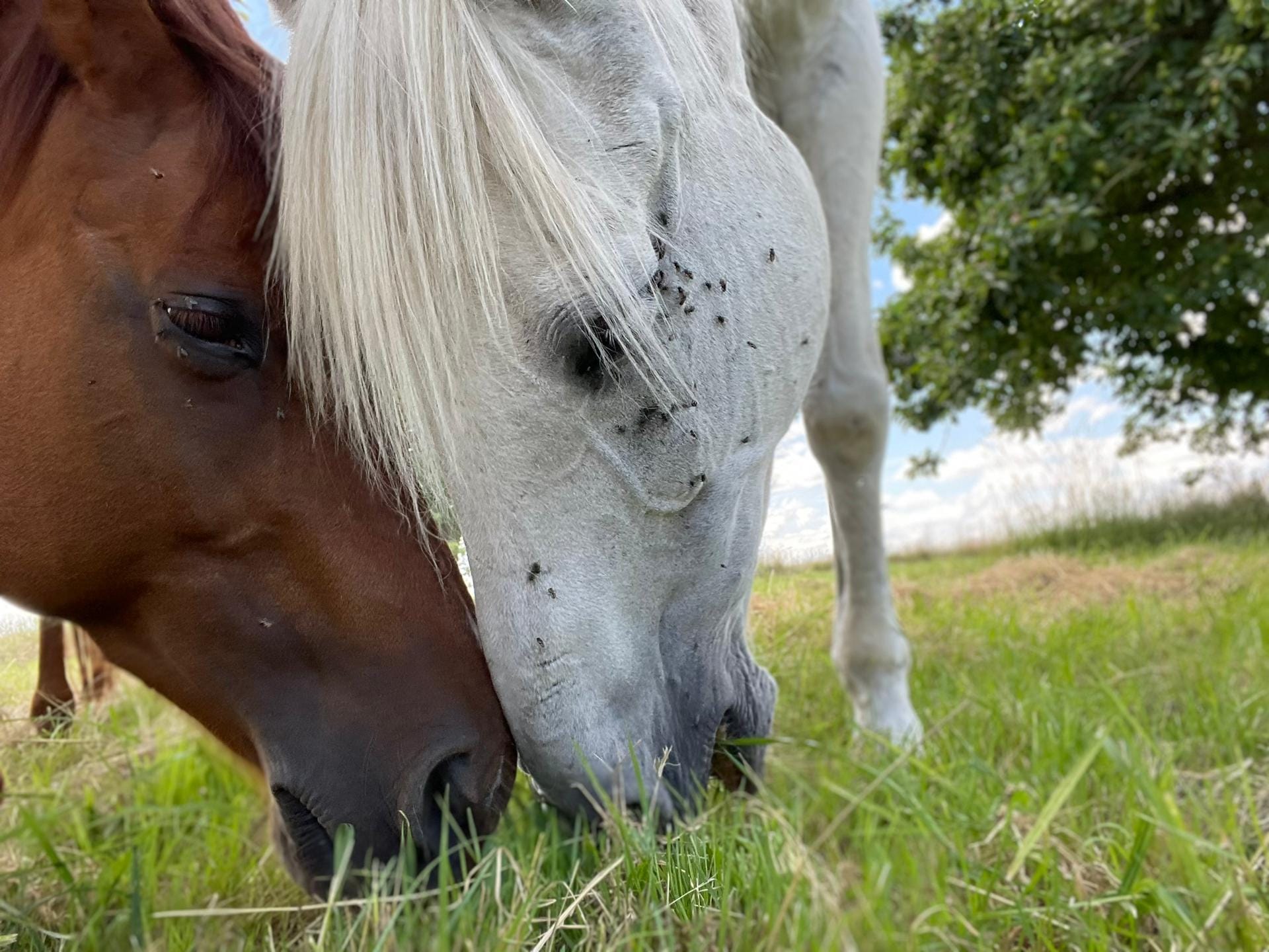 Pension chevaux au Zebra